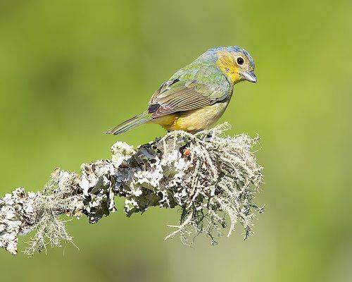 Juvenile, Painted Bunting -  Расписной овсянковый кардинал, молодой