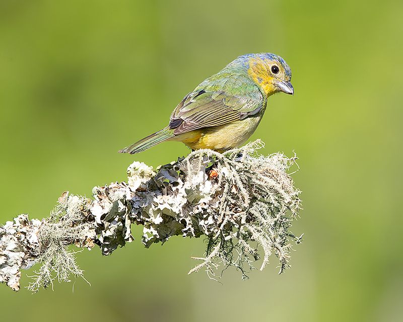 расписной овсянковый кардинал, painted bunting, кардинал,весна Juvenile, Painted Bunting -  Расписной овсянковый кардинал, молодой фото превью