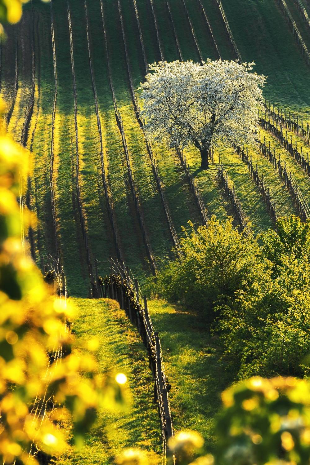 , Шимаковский Юрий