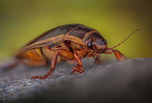 Плавунец каемчатый