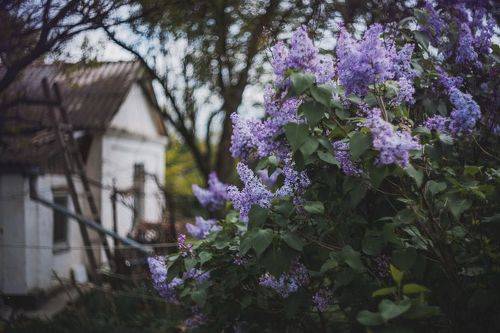 Сирень у музейной сторожки.