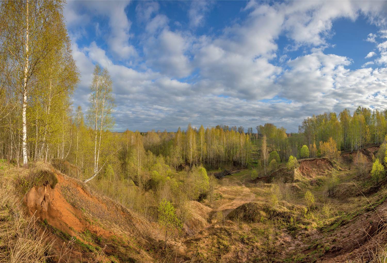 лес, весна, Свистков Александр