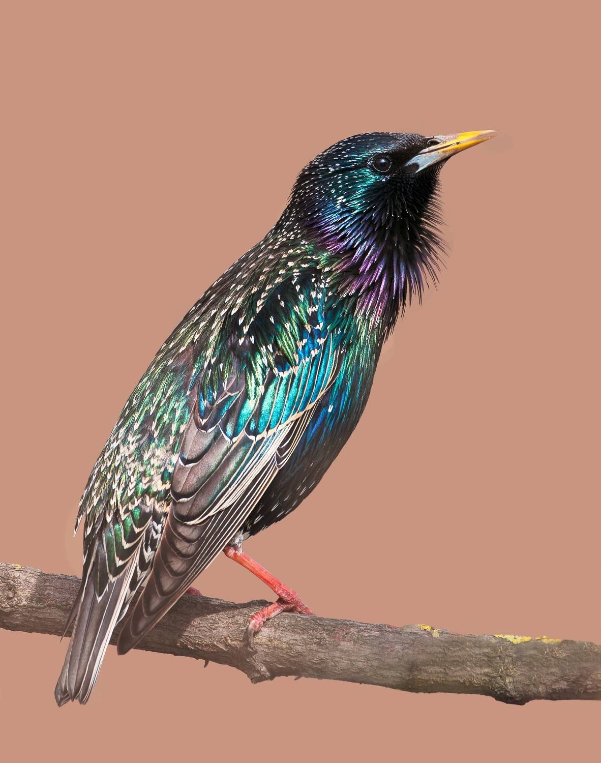 , Фото Александр