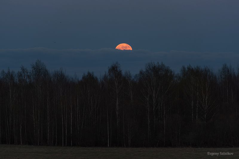 полнолуние полная луна поле лес деревья желтая луна Восход полной Луны фото превью