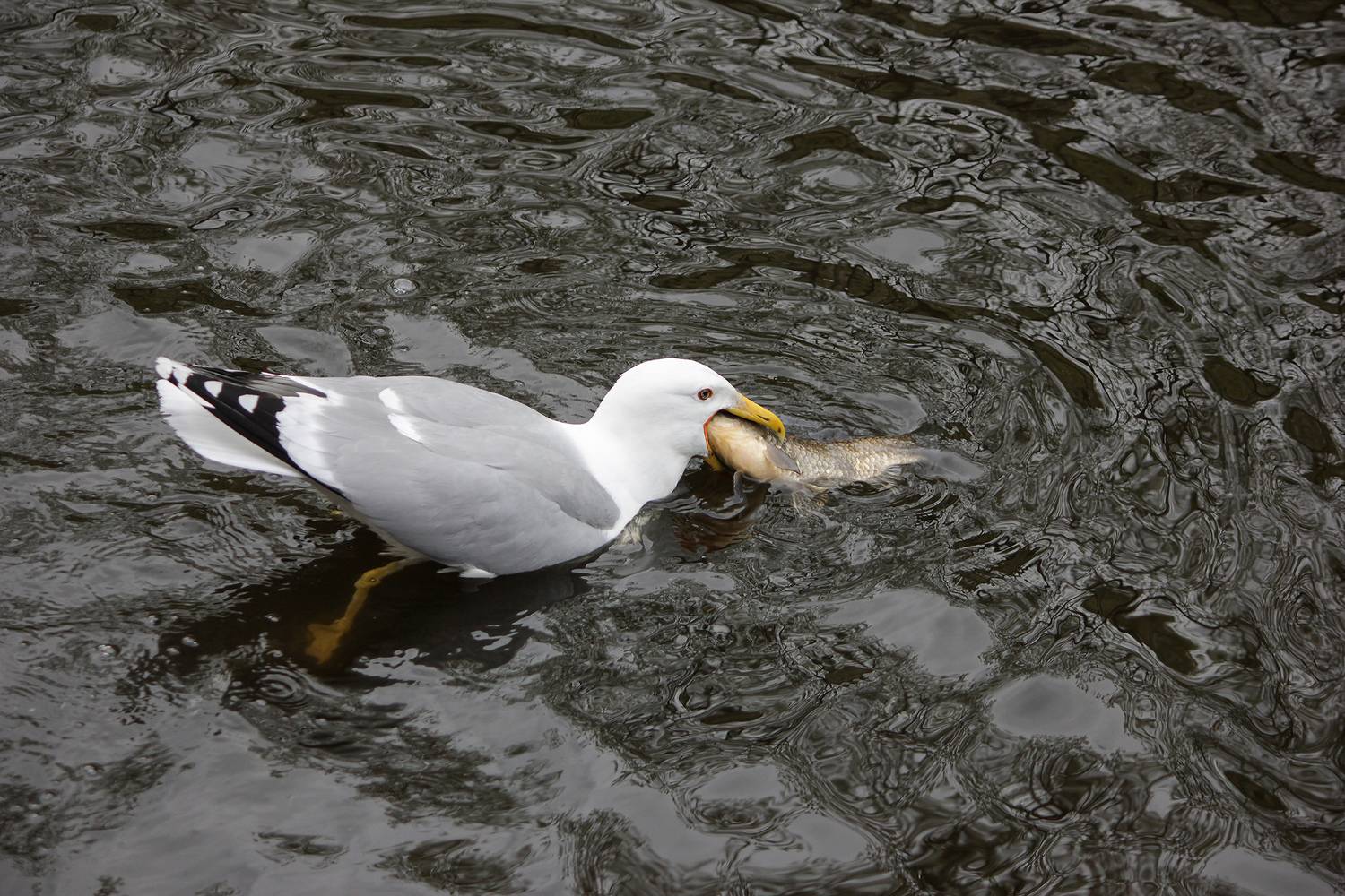 чайка, серебристая чайка, larus argentatus, КарОл