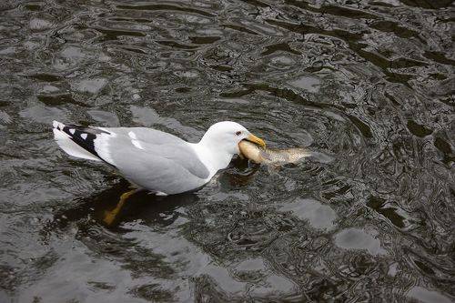 Удачная неудачная рыбалка