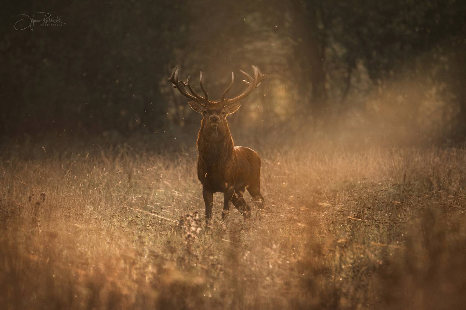 олень, deer, гон, беларусь, красный бор, Рудченко Ольга