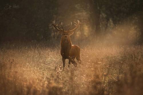 Осенние встречи
