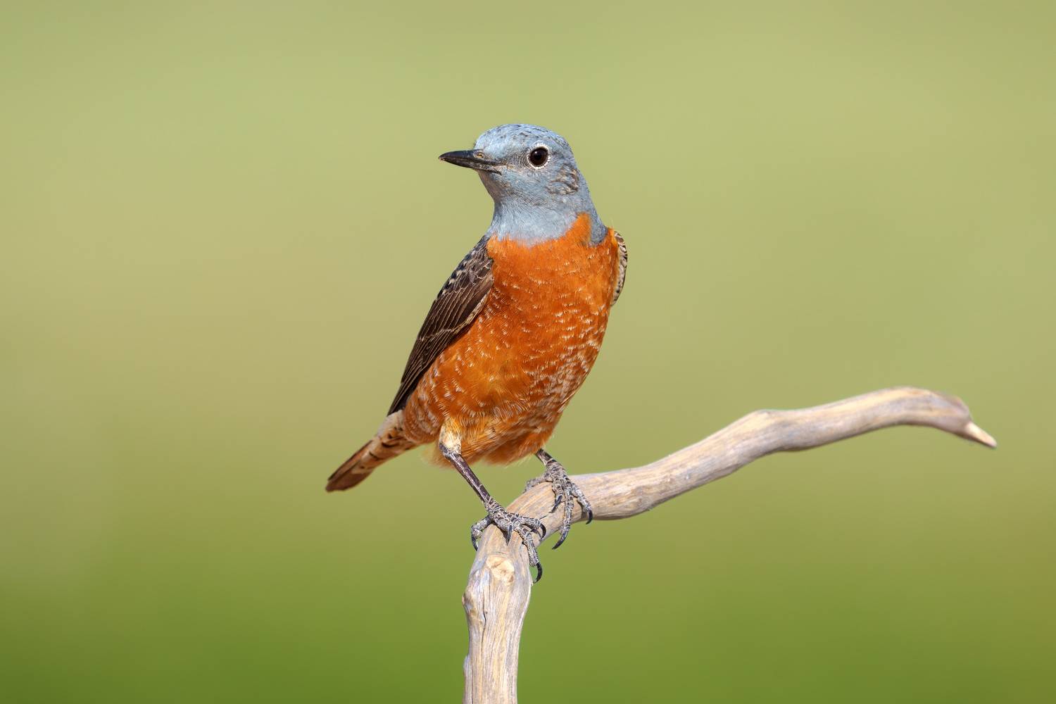 птица, фотоохота, дрозд, природа, фауна, Kulikov Vladimir