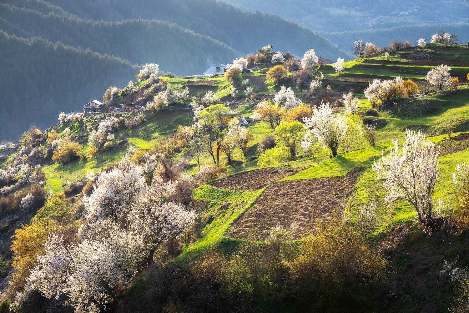 , Mariyana Atanasova - Lucero