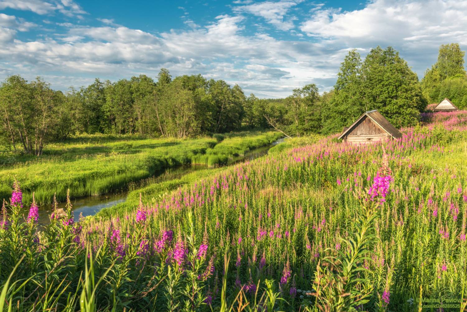 природа, пейзаж, ленинградская область, волосовсикй район, деревня извоз, иван-чай, река вруда, Павлова Марина