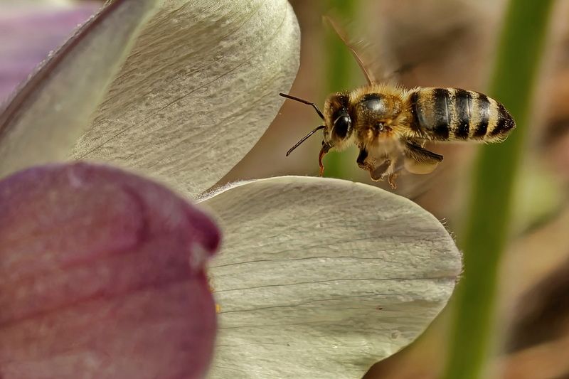 За нектаром фото превью