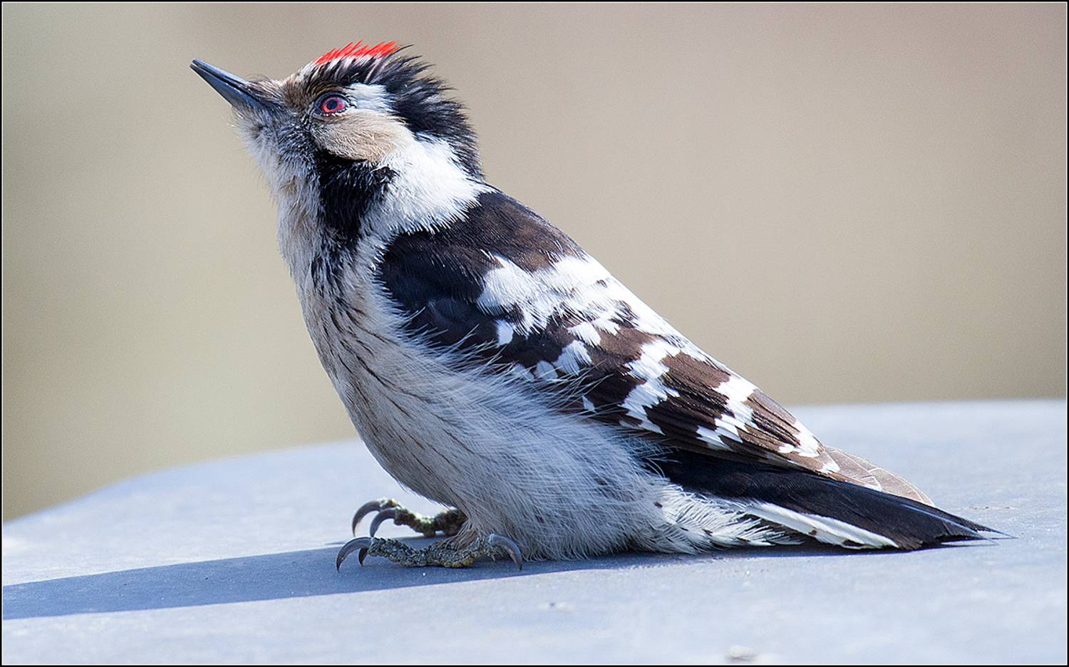 москва, апрель, парк, малый пёстрый дятел, АНАТОЛИЙ ДОВЫДЕНКО