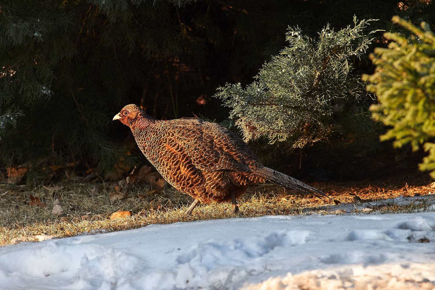 , Павел Сторчилов