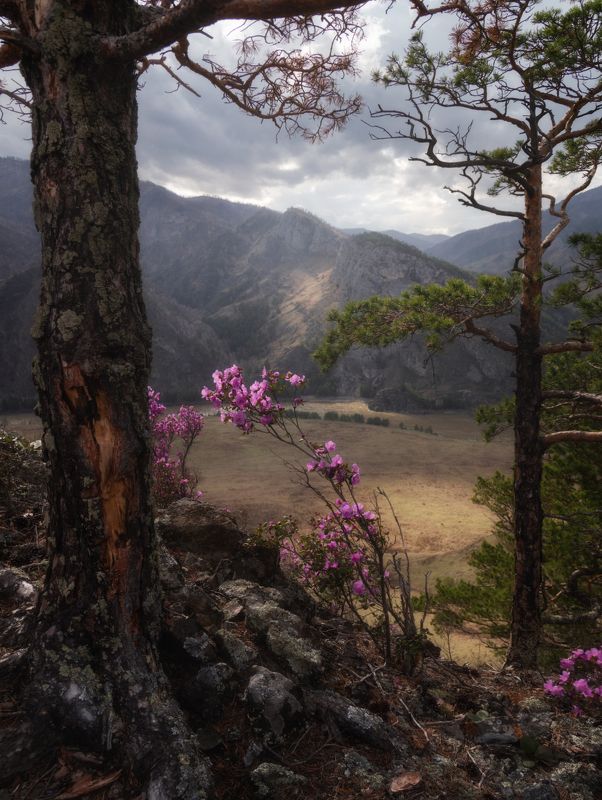 алтай, горный алтай, республика алтай, маральник, цветение маральника, весенний алтай, пейзажи алтая, рододендрон ледебура, сибирская сакура, весенний пейзаж, горы, сосны Среди камней и сосен фото превью