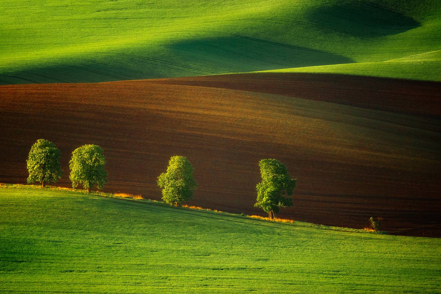 , Lyubomir Momchilov