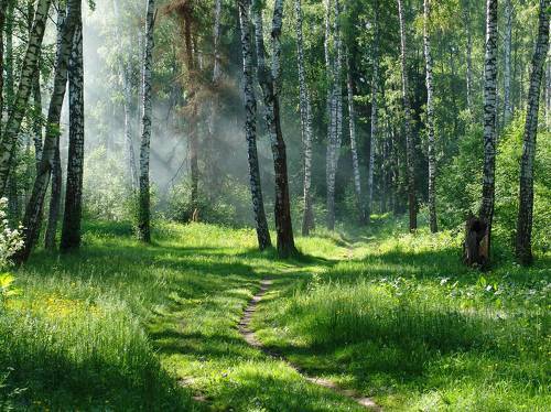 В летнем лесу