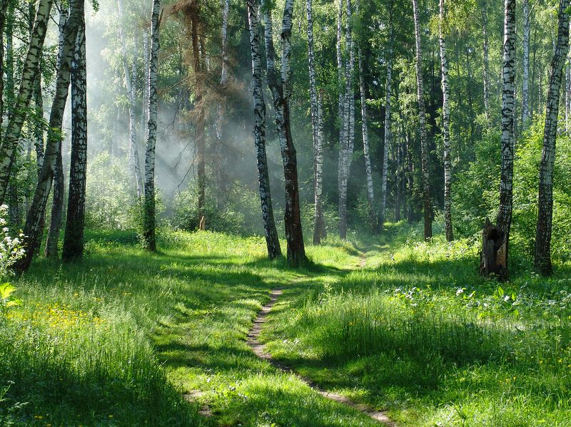 В летнем лесу фото превью
