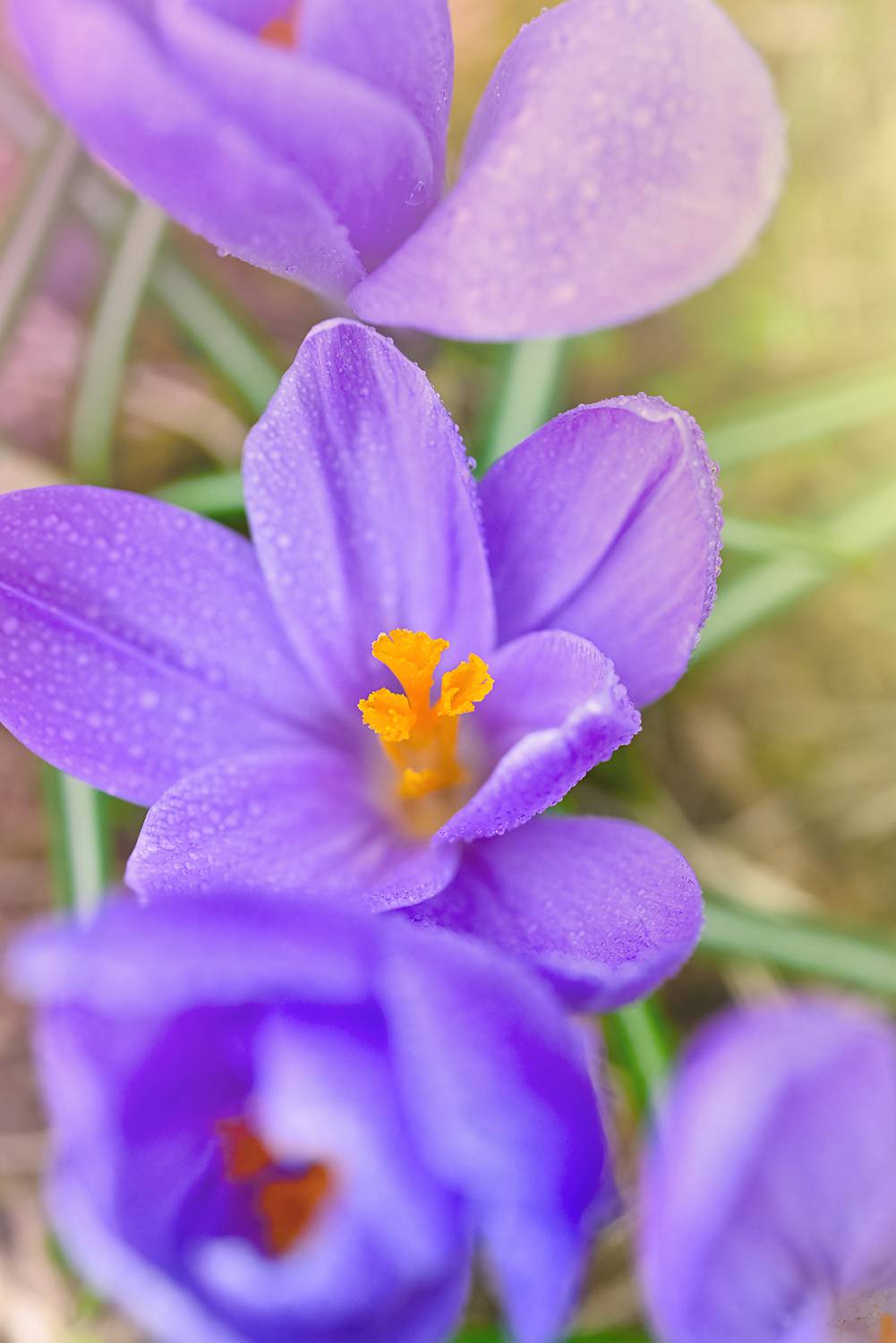 , Калёв Сергей