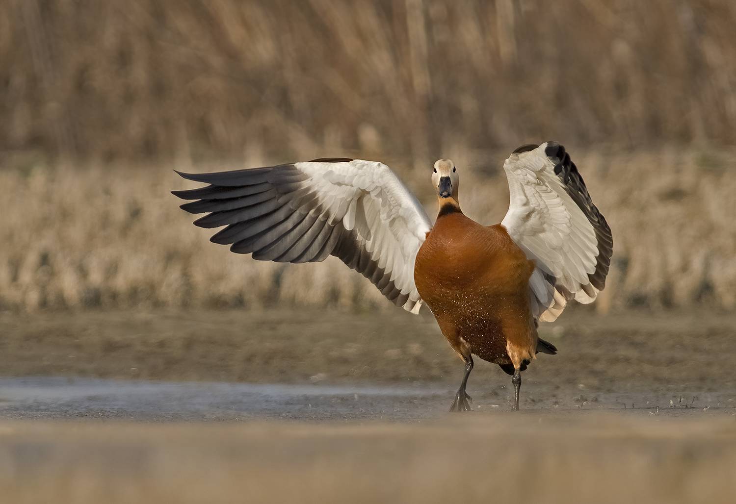 , Евгени Стефанов