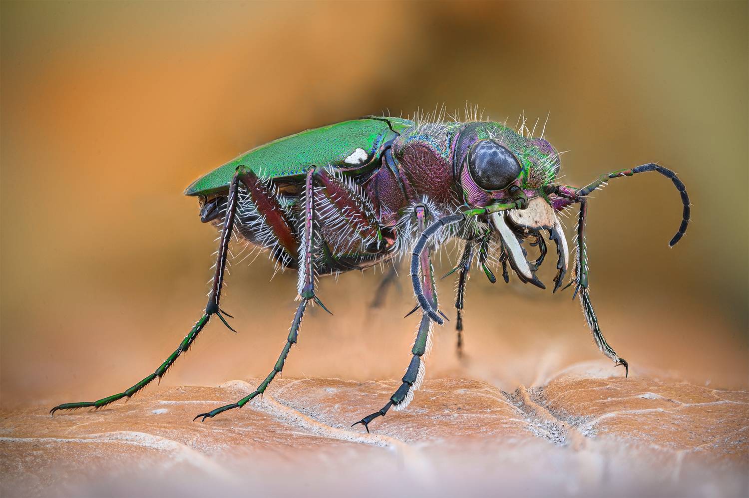 ceclii, macro, Цветан Ганев