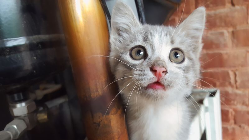 Из жизни усатых бродяг фото превью