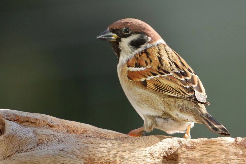 Полевой воробей фото превью