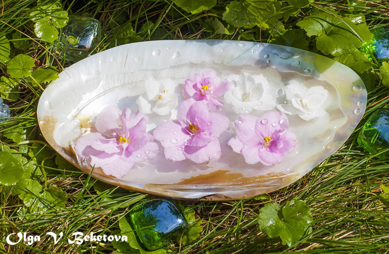 фиалки, Бекетова Ольга