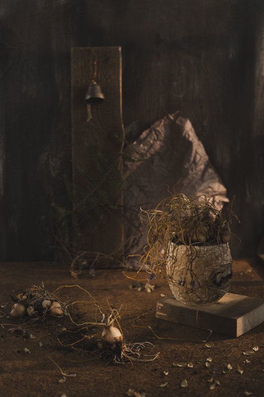 Мускарик фото превью