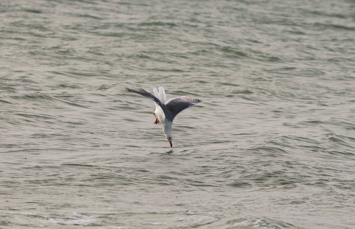 море,каспий,чайка,, Magov Marat