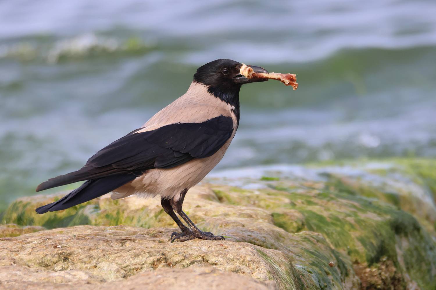 ворона,птица,кость,добыма,, Magov Marat