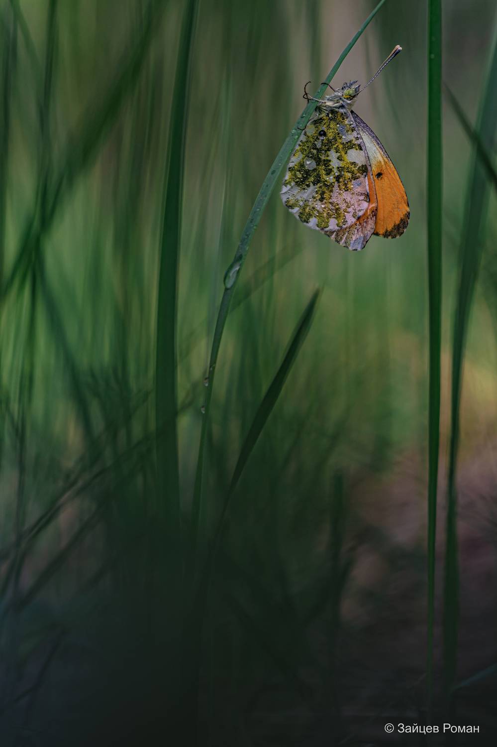 , Зайцев Роман