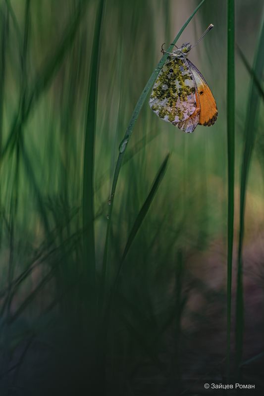 *** фото превью