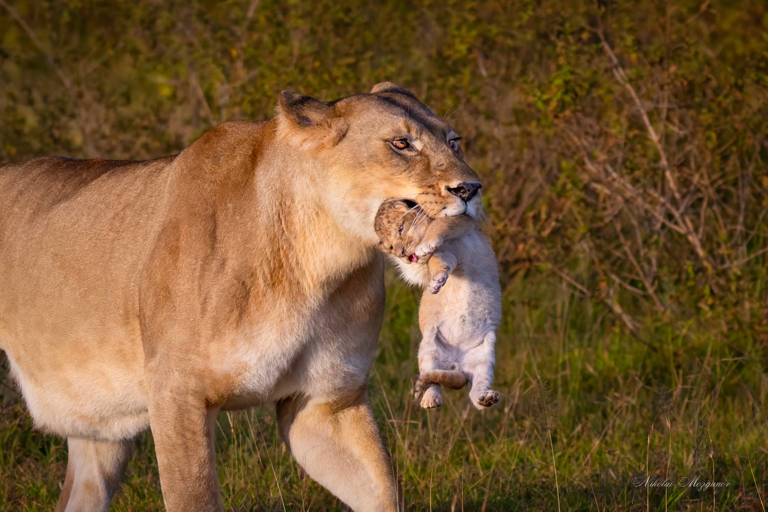, Николай Мозгунов