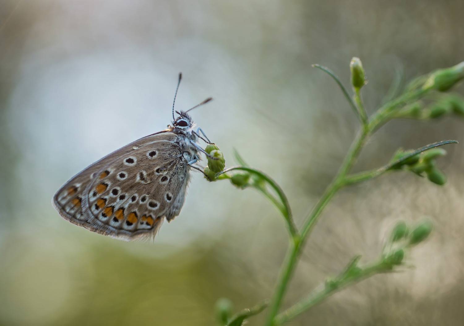Бабочка, растение, Чепленко Алексей