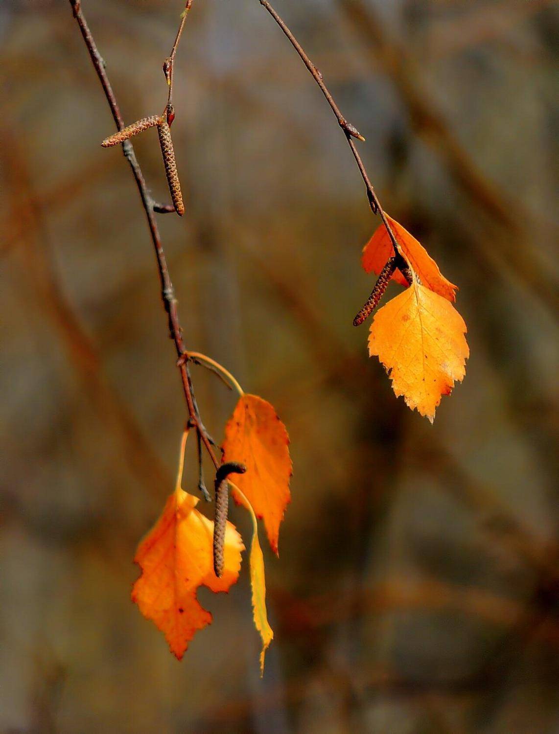 , Савоцкий Роман