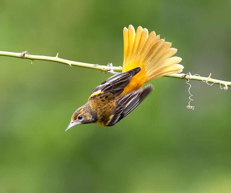 трупиал, baltimore oriole, oriole, весна, иволга Baltimore Oriole - Балтиморская Иволга фото превью