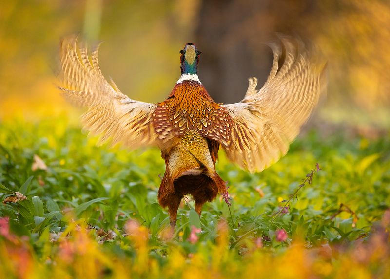 Pheasant фото превью