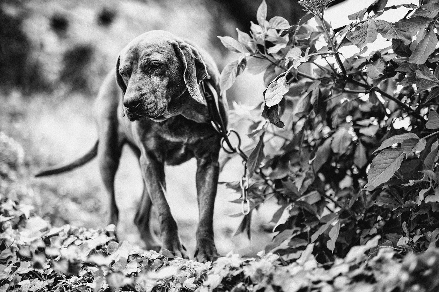 dog, собака, Denis Buchel (Денис Бучель)