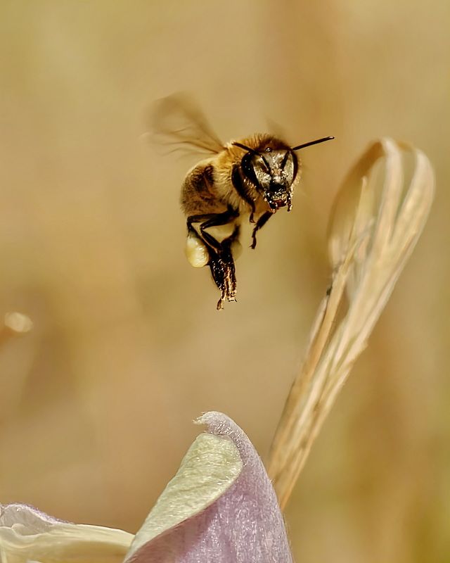 Тяжелая ноша фото превью