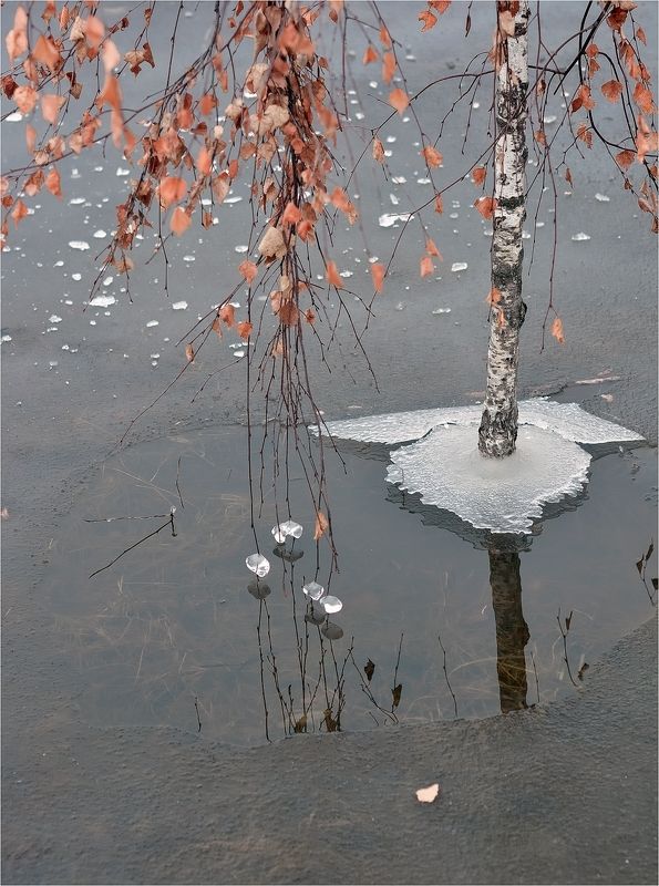 весна, апрель, лёд, ствол, листья, льдинки, Апрель фото превью