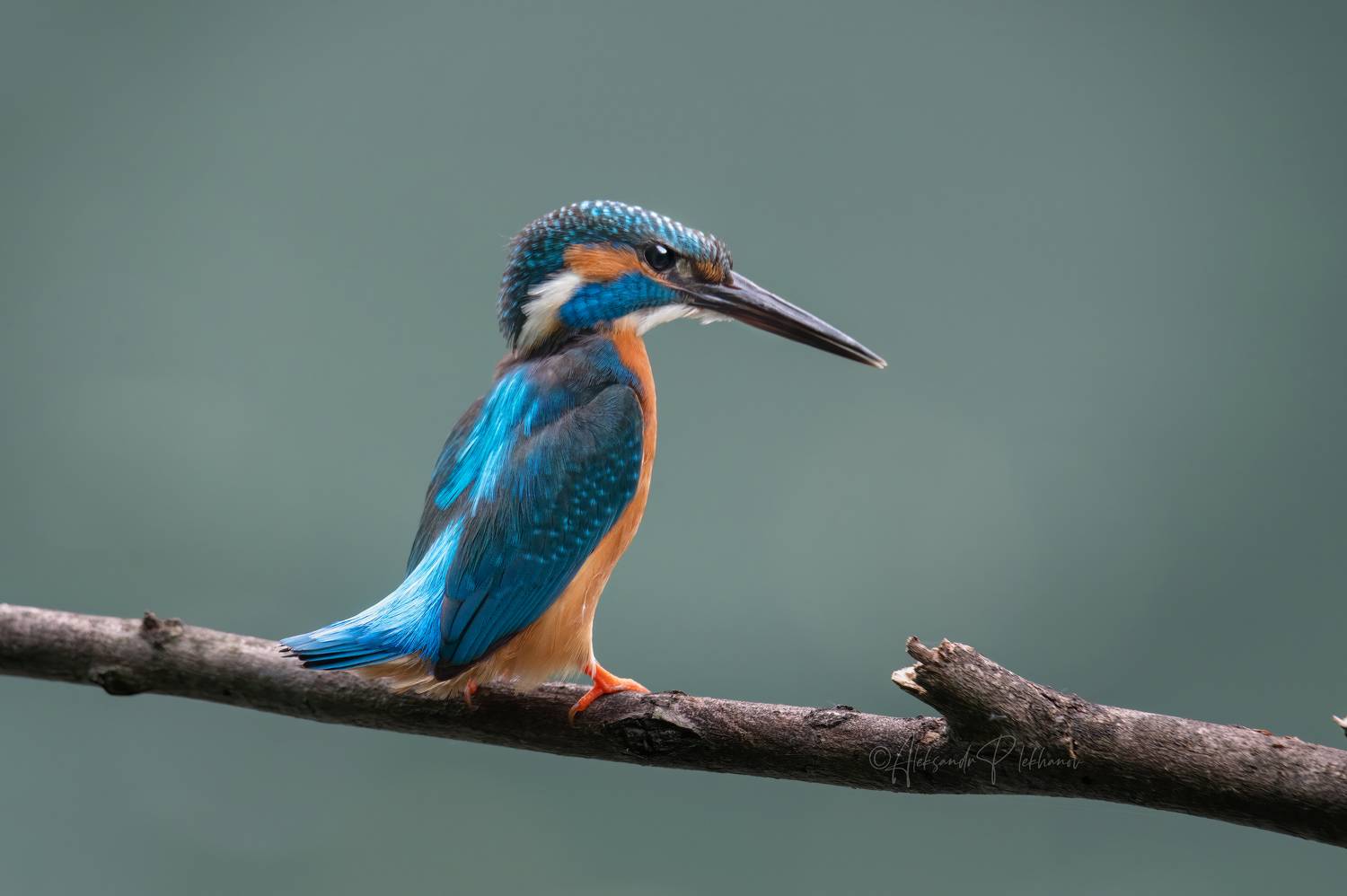 kingfisher, Плеханов Александр
