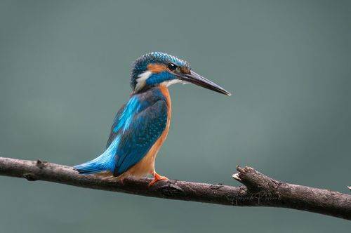 Kingfisher