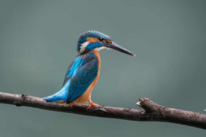 kingfisher Kingfisher фото превью
