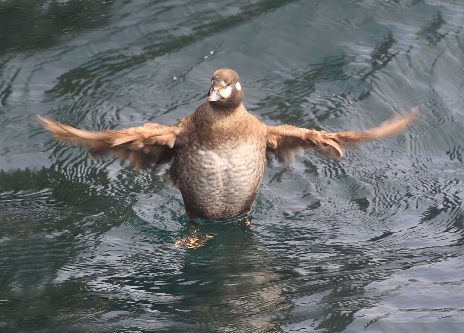 каменушка, татарский пролив, Валерий Платонов