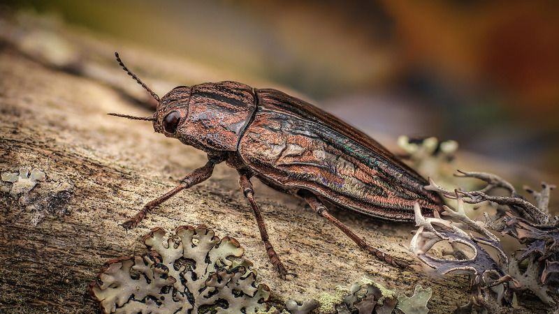 chalcophora, mariana Большая сосновая златка фото превью
