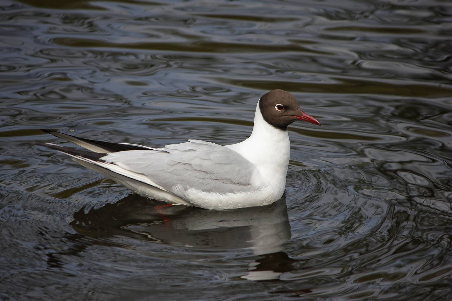 озёрная чайка, обыкновенная чайка, речная чайка, chroicocephalus ridibundus, КарОл
