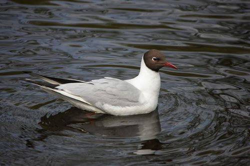 Портрет озёрной чайки