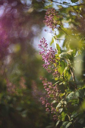 Сиреневый апрель.