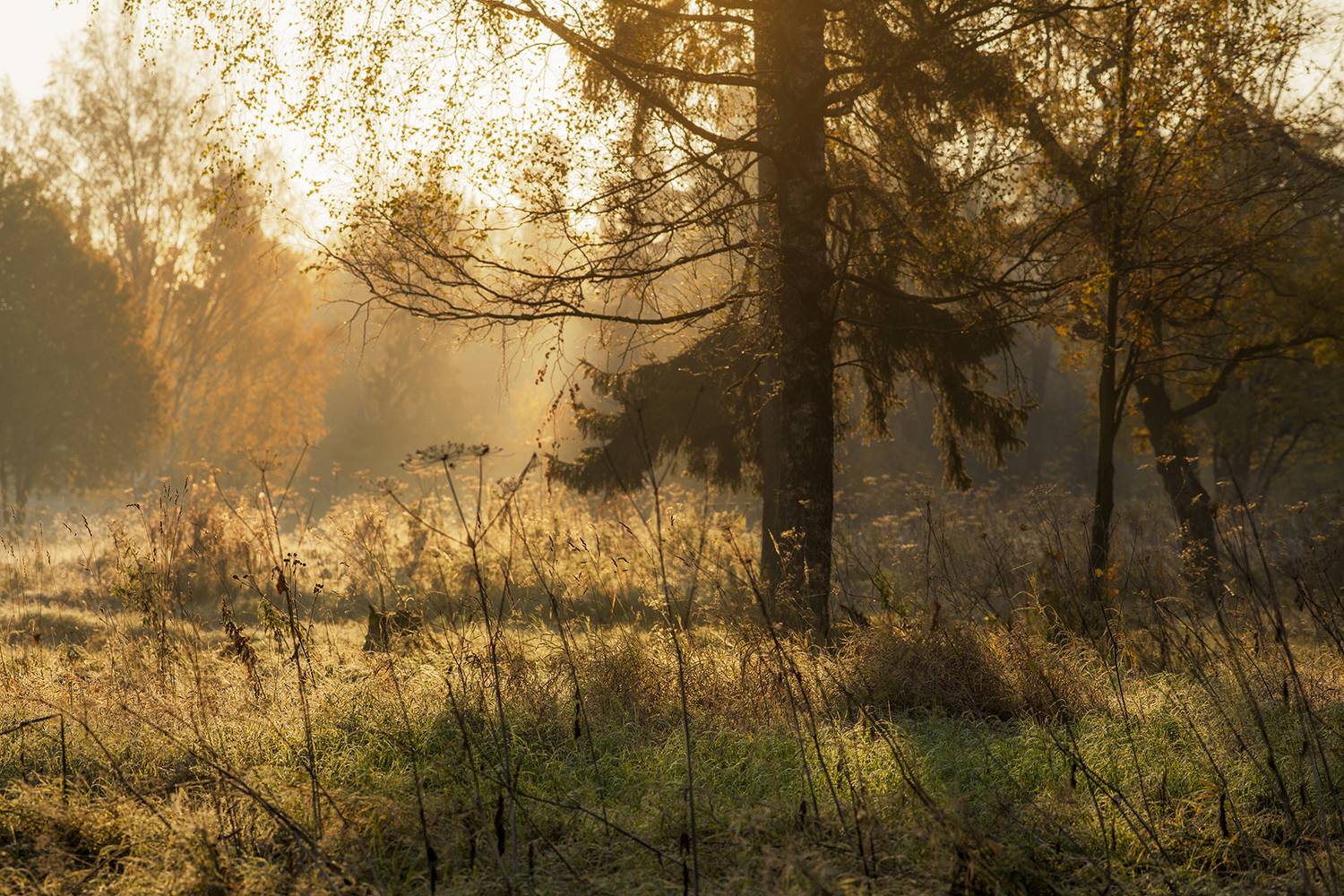 , михайлов